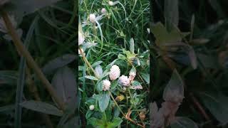 Gomphrena serrata flowers [upl. by Means]