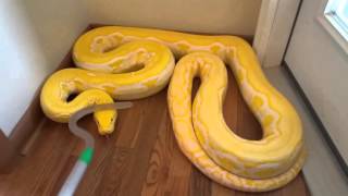 Reticulated Python handling in defense mode zulu [upl. by Doralyn]