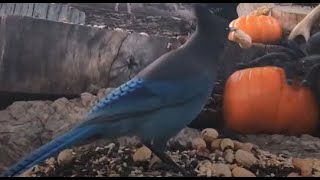 Woodpile Sunday Brunch🐦9 Species LIVE STREAM REPLAY Descanso CA California Mountain Bird Feeder [upl. by Idid]