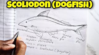 Phylum Vertebrates Class Pisces how to Draw Scoliodon Dogfish Scoliodon labelled Diagram [upl. by Knight802]