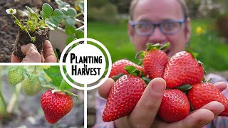 Winterizing Your Strawberry Plants  The Definitive Guide [upl. by Nnylarej]