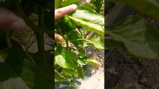 Komal 🌶️ Samla Mirch 🥵 Verity 🔥mirch farming seeds shorts [upl. by Orthman363]