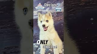 Declan the pomsky puppy is just 7 weeks old and almost ready husky pomskylife dogbreed [upl. by Barr483]