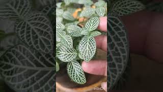 Fittonia Plant Care 101 Tips for Growing Healthy and Vibrant Fittonia Plants [upl. by Sapphera405]