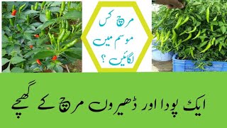 how to grow green chillies at home [upl. by Tolmach]