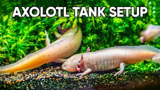 Set Up Your Axolotl Tank With Us  Axolotl Tank Setup Guide [upl. by Vyse300]