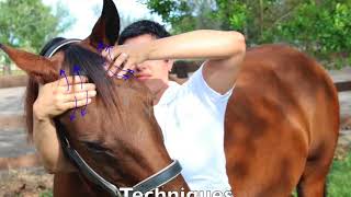 Equine Craniosacral Therapy Course Overview [upl. by Ynna385]