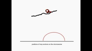 Prophase chromosome compaction and segregation by loop extrusion 1 Model intro [upl. by Llereg]