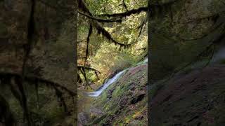 Alsea Falls Oregon  Chasing Waterfalls [upl. by Ayekel]