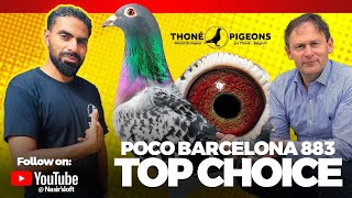 Top Matathon Racing Hen Sellected By Jos Thone for Hilli Areas  Petsvlog animals racingpigeons [upl. by Manon]