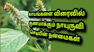 நாயுருவி மூலிகை செடியின் மருத்துவ பயன்கள்  Benefits of Achyranthes aspera  SHINING STAR CHANNEL [upl. by Aimik]