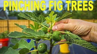 When Why And How To Pinching Fig Trees To Force Early Fruiting [upl. by Lucas981]