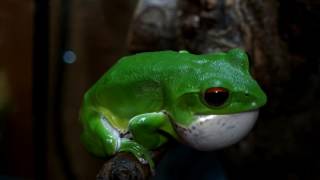 モリアオガエル鳴く。 Forest Green Tree Frog Rhacophorus arboreus [upl. by Drofhsa]