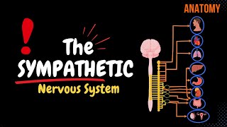 Sympathetic Nervous System Animated Scheme Ganglia Neurons Plexuses [upl. by Xet]