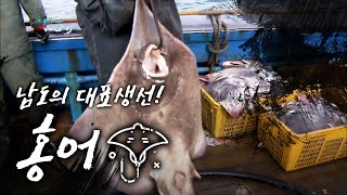 남도의 대표생선 홍어 Raja Skate ray 어영차바다야 특집 [upl. by Sanborn408]