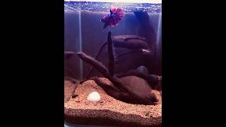 Betta tank setup fighter bettafish betta bettakoi koi [upl. by Anaahs760]