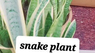 To grow snake plant propagate indoor care🙂 [upl. by Way]