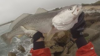 Surf Fishing Montauk NY Stripers Weakfish with Berkley Flatback Shads [upl. by Joung173]