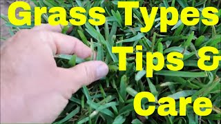 Bermuda Centipede Zoysia and St Augustine Grass Identification and Care [upl. by Siegel493]