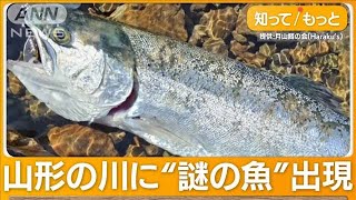 “謎の魚”相次いで釣りあげられる 自然界にいないはずが…幼魚約1000匹を勝手に放流【グッド！モーニング】2024年4月11日 [upl. by Summers326]