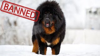 Are Tibetan Mastiffs Aggressive amp Why Are They Banned In Some Countries [upl. by Uaeb]