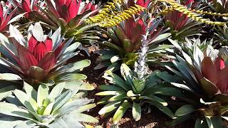 Bromeliad Alcantarea Imperialis HD Video 02 [upl. by Rosenbaum98]