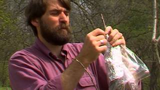 Grafting Pecan Trees [upl. by Felic]