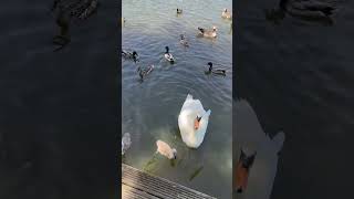 Cygnets Baby Swans enjoying the lake [upl. by Skardol]