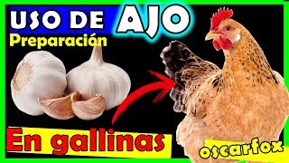 DOSIS de AJO para Gallos gallinas y pollos 💝 PREPARACIONES USO remedio natural [upl. by Jeavons926]