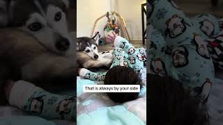 Sapphie the pomsky and baby brother friendship [upl. by Jankey]