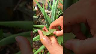 Discover the wonderful uses of aloe vera shorts aloevera [upl. by Renfred]