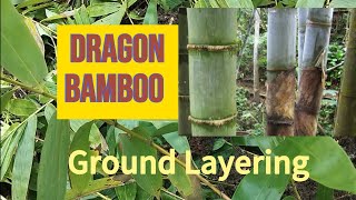 Bamboo Propagation l Ground Layering of Dendrocalamus Giganteus [upl. by Colver234]