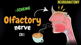 CN 1 Olfactory Nerve DETAILED Scheme  Animation [upl. by Domeniga182]