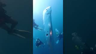 Giant Oarfish oarfish diving marinelife amazing lifeexperience wonderful peaceful [upl. by Anitsahs]