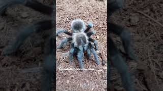 tarantula pemula bracypelma vagans [upl. by Annhej102]