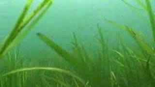 RESTORE Save The Bay Eelgrass Restoration  Part 1 [upl. by Eluk877]