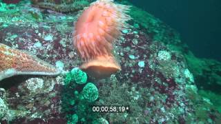 Swimming anemone stinging and escaping from leather starfish Low res sample of HD stock footage [upl. by Ellehcer]