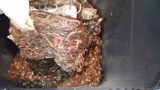 Louisiana Swamp Worms  VermiBag Minimist  vermicompost compost amp bait worms  Ep 11 [upl. by Guzel936]