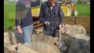 schapen en lammetjes worden ontwormd [upl. by Publea]