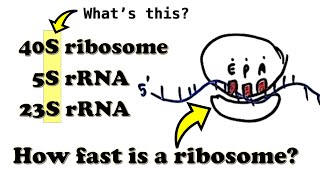 Translation  Introduction  What is the quotSquot in the 70S80S ribosome How fast is a ribosome [upl. by Hcaz392]