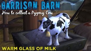 How to collect the Pygmy Cow Warm Glass of Milk [upl. by Pierrette]