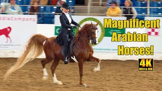 Scottsdale Arabian Horse Show English Pleasure [upl. by Akkahs]