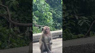 naturemonkey cute babymonkey​ monkey [upl. by Aracot]