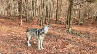 Timber Wolf Howl [upl. by Htirehc76]