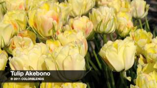 Akebono Tulips  Bulbs in Bloom [upl. by Eiahpets]