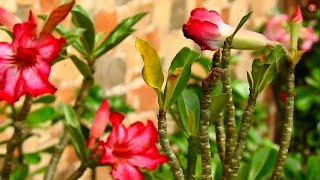 ROSA DEL DESIERTO Y LAS HOJAS AMARILLAS QUE PUEDE SER [upl. by Nilhtac]