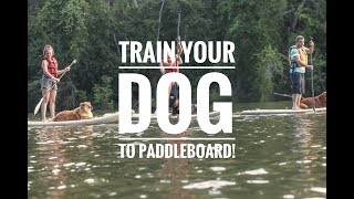 How To Train Your Dog To Paddle Board With You [upl. by Joslyn]