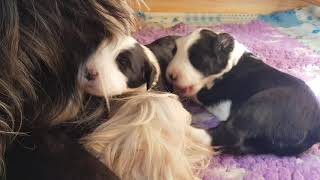 Bearded Collie puppies  12 days old [upl. by Skippy]