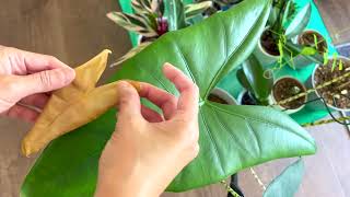 Alocasia Zebrina Cutting off Dead Leaf [upl. by Anassor]