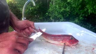 How to fillet Gurnard  Sea Robin [upl. by Liddle712]